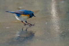 スケーティング