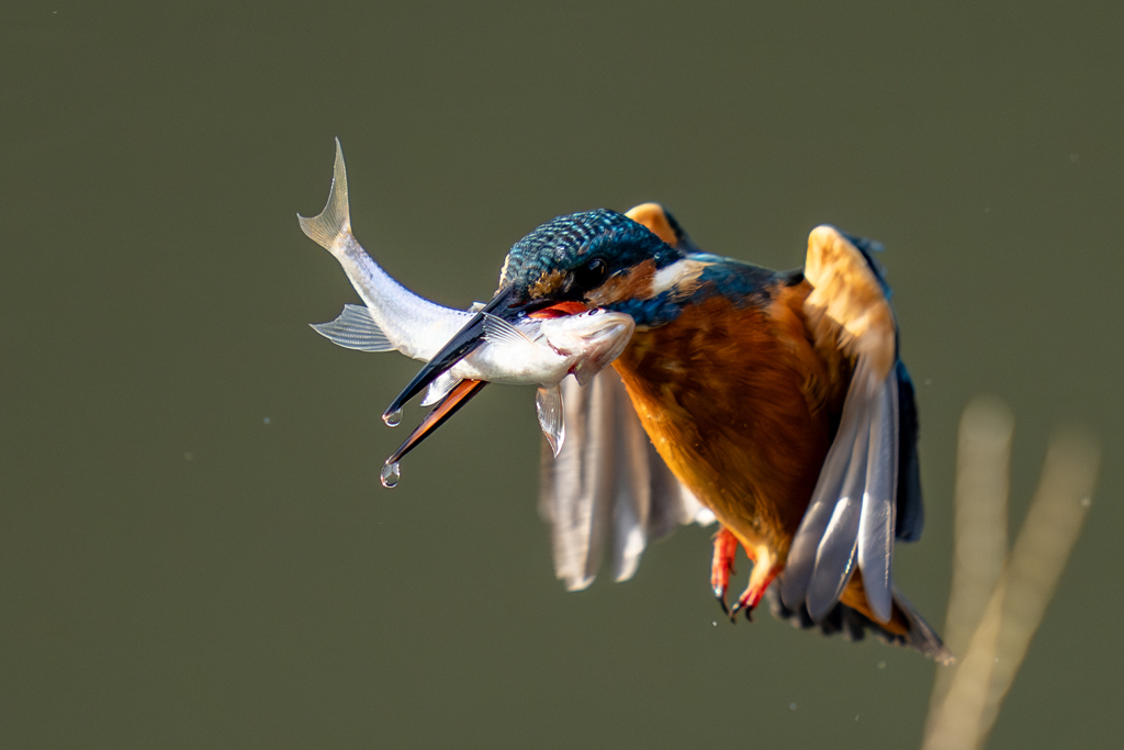 今日のカワセミ