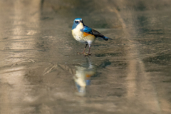 氷上ルリ　リフレクション