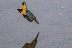 今日のカワセミ