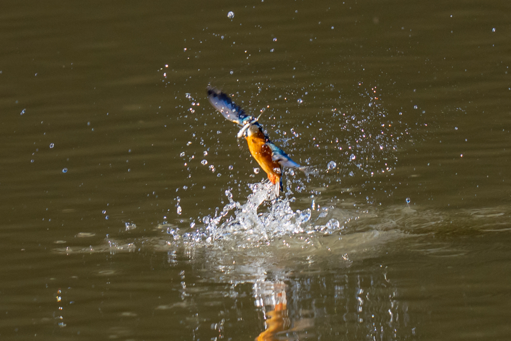 一昨日のカワセミ