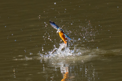 一昨日のカワセミ