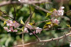 寒桜メジロ