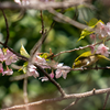 寒桜メジロ