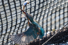 今日のカワセミ