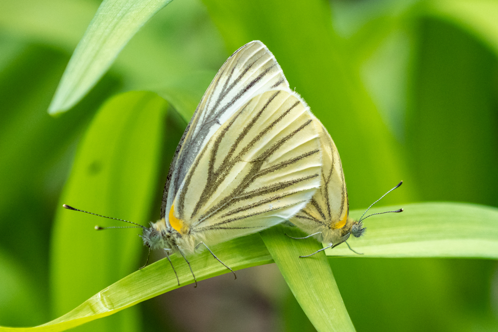 スジグロシロチョウ