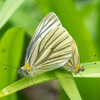 スジグロシロチョウ