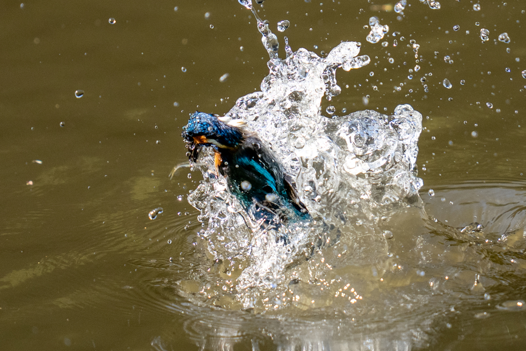 昨日のカワセミ
