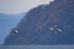 琵琶湖のコハクチョウ