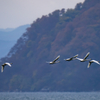 琵琶湖のコハクチョウ