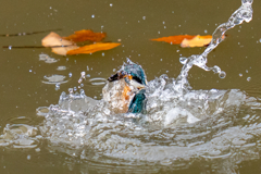 今日のカワセミ・曇天