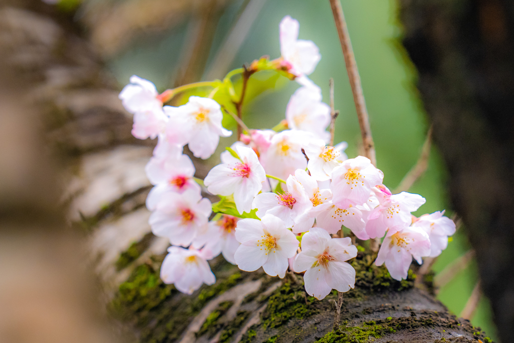 今日の桜