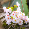 今日の桜