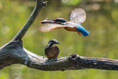 カワセミの生活