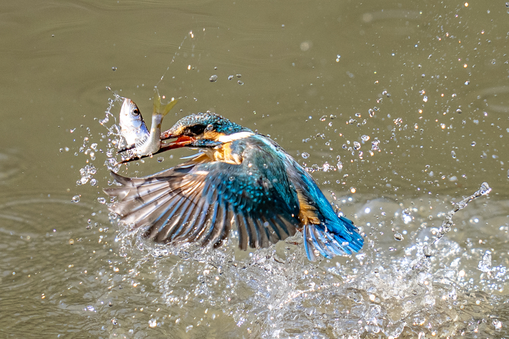 今日のカワセミ