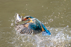 今日のカワセミ