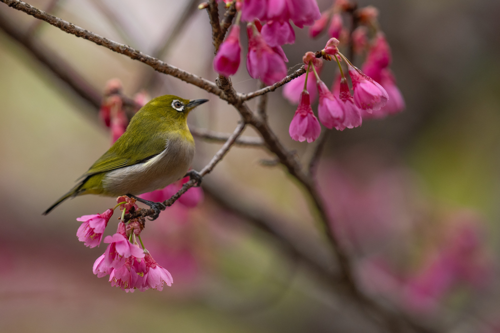寒緋桜八景
