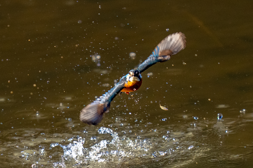 トラッキングカワセミ