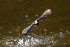 トラッキングカワセミ