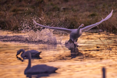 夕陽のコハクチョウ