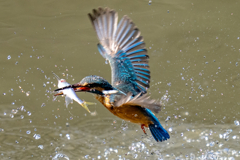今日のカワセミ