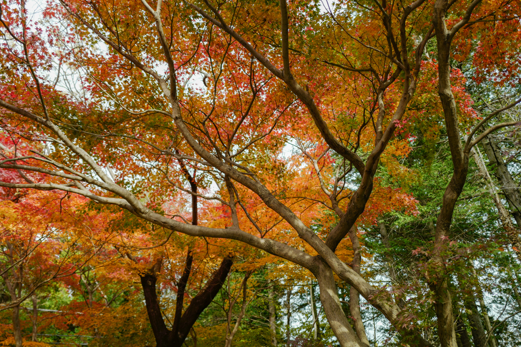 今日の紅葉・冬の紅葉