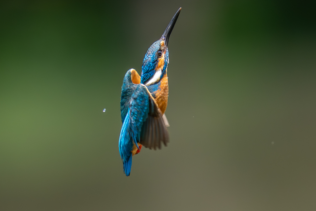 カワセミの生活