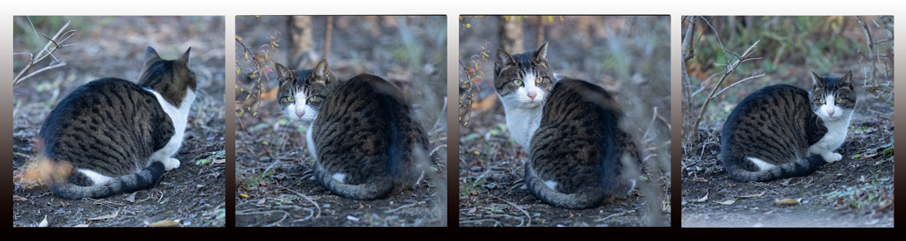 カワセミ池の猫ちゃん達