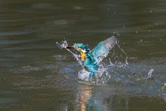 クリスマスイブカワセミ