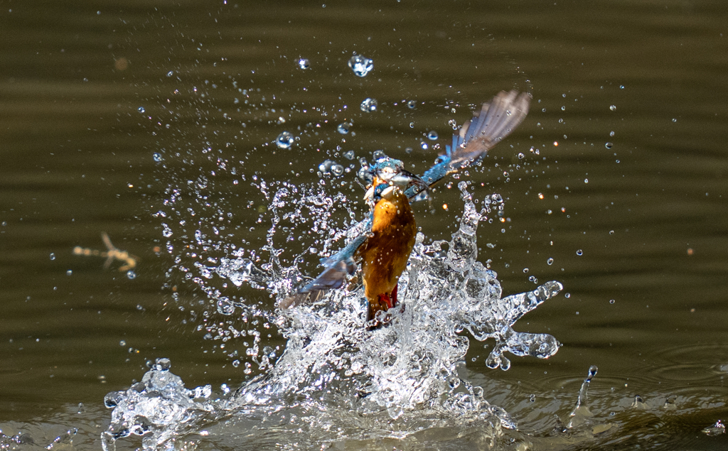 昨日のカワセミ