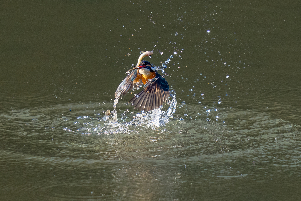今日のカワセミ