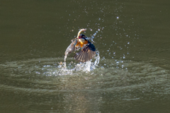 今日のカワセミ