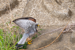 去年のチョウゲンボウ