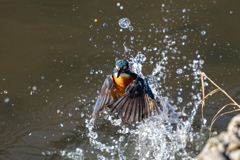 今日のカワセミ