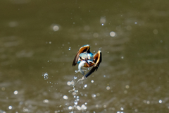 ゴールデンウィークのカワセミ