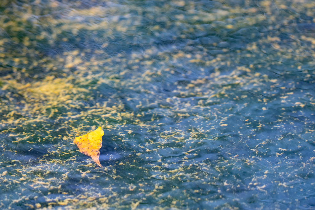 水中紅葉