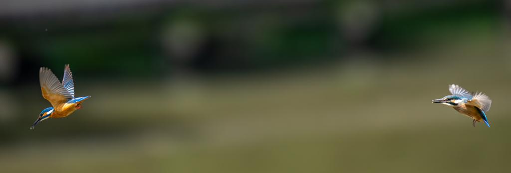 カワセミの生活