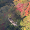 紅葉の谷