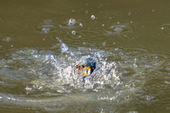 今日のカワセミ