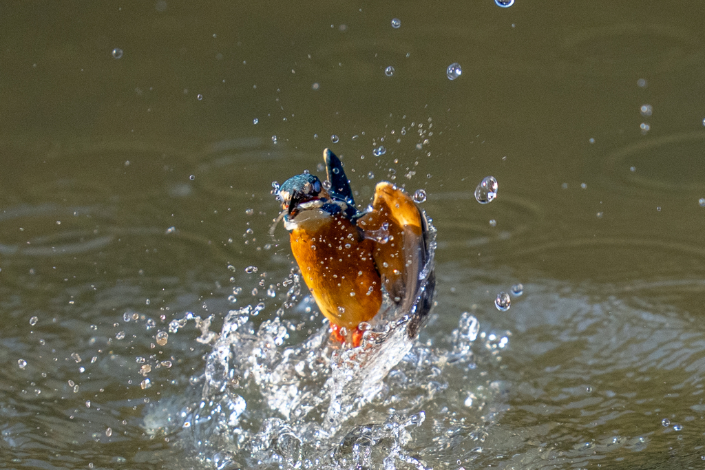 松ノ内カワセミ