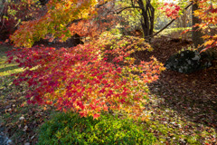 今日の紅葉