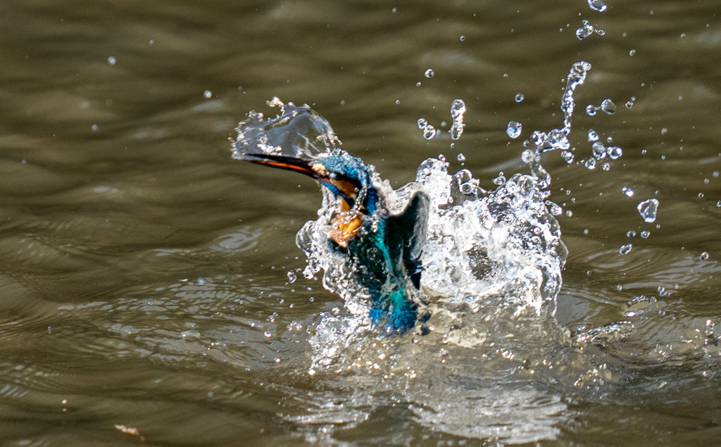 昨日のカワセミ