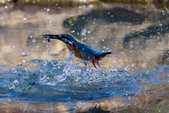 昨日のカワセミ