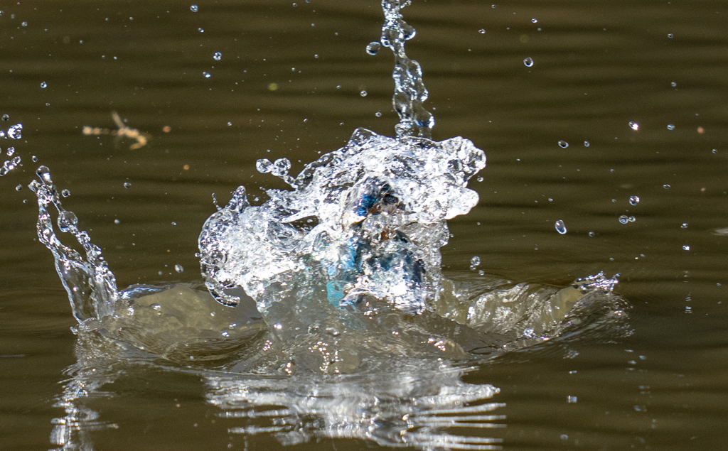 昨日のカワセミ