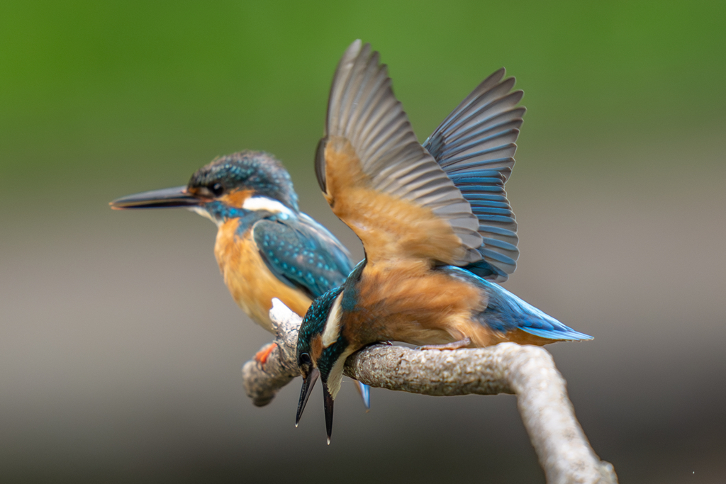 カワセミの生活