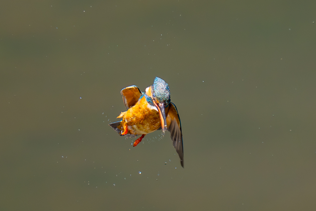 カワセミの生活