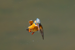 カワセミの生活