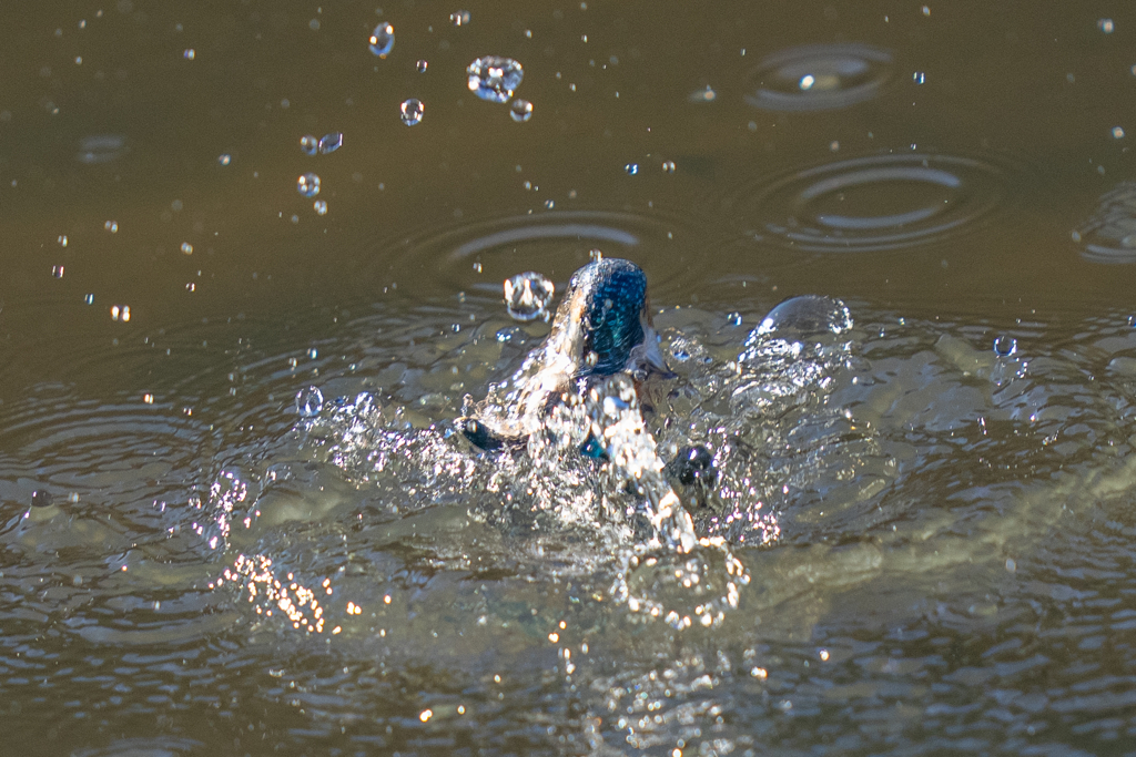 イヴのカワセミ