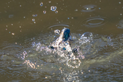 イヴのカワセミ