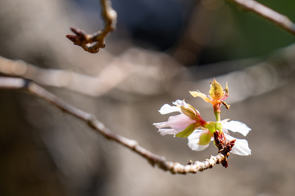 秋の桜